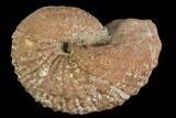 Fossil Ammonite (Trachyscaphites) - Texas #104547-1
